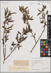 Foto von Salix fragilis L.